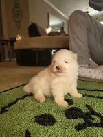 Ghost , a male Pomeranian for sale in Comer, GA – Photo 3 of 3