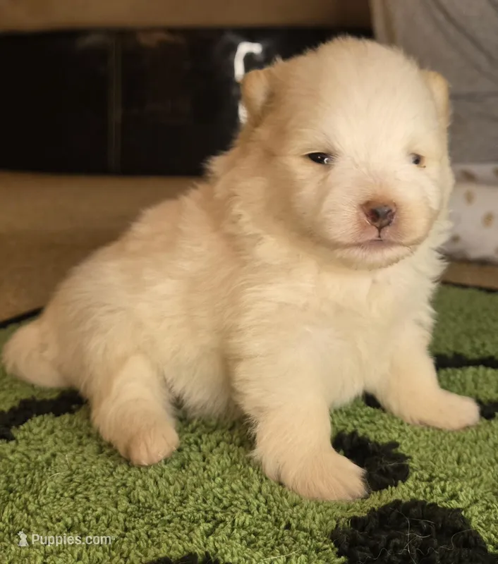 Ghost  – Pomeranian puppy for sale in Comer, GA