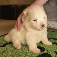 Ghost , a male Pomeranian for sale in Comer, GA – Photo 2 of 3