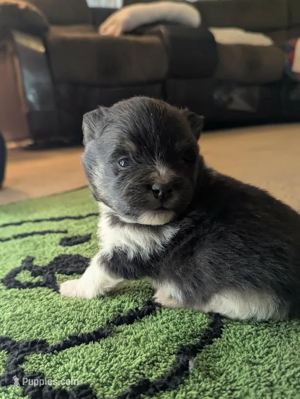 Lola – Pomeranian puppy for sale in Comer, GA