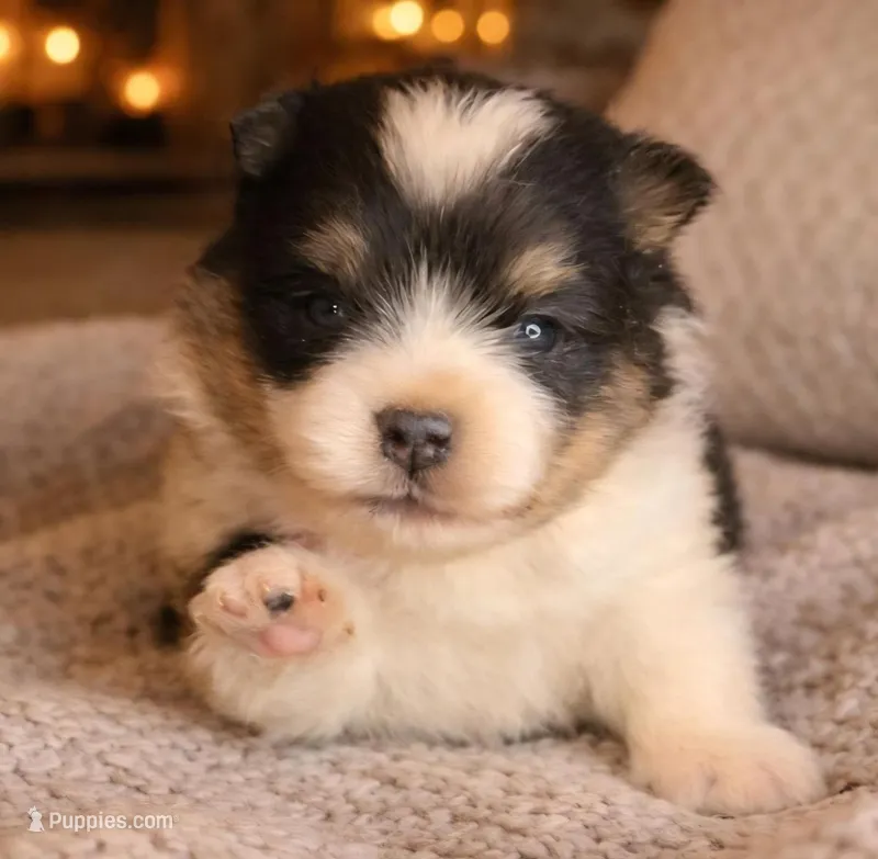 Sammy  – Pomeranian puppy for sale in Comer, GA