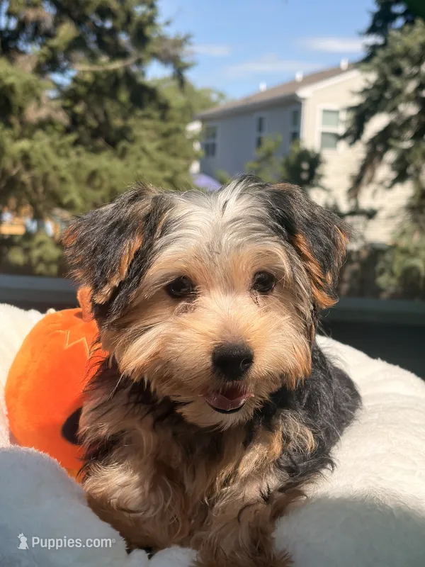 Loki – Yorkshire Terrier puppy for sale in Plano, IL