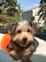 Loki, a male Yorkshire Terrier for sale in Plano, IL – 1 of 5