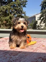 Loki, a male Yorkshire Terrier for sale in Plano, IL – 5 of 5