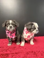 Snoopy, a male French Bulldog for sale in Plano, IL – Photo 2 of 2