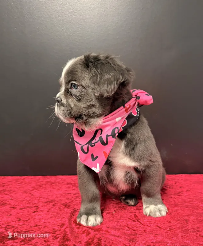 Snoopy – French Bulldog puppy for sale in Plano, IL