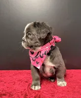 Snoopy, a male French Bulldog for sale in Plano, IL – Photo 1 of 2