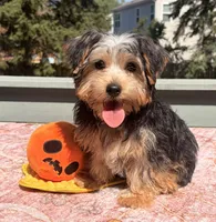 Loki, a male Yorkshire Terrier for sale in Plano, IL – 2 of 5