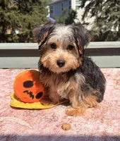 Loki, a male Yorkshire Terrier for sale in Plano, IL – 4 of 5
