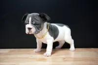 Romeo , a male French Bulldog for sale in Plano, IL – Photo 3 of 3