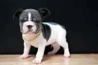 Romeo , a male French Bulldog for sale in Plano, IL – Photo 1 of 3