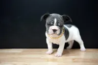 Romeo , a male French Bulldog for sale in Plano, IL – Photo 2 of 3