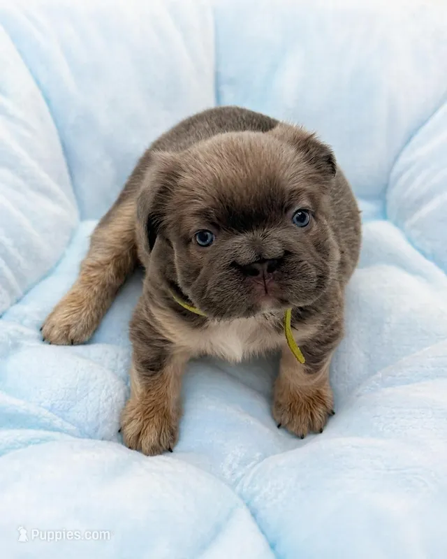 Michelangelo , a male French Bulldog for sale in Plano, IL – Photo 1 of 1