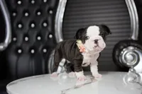 Cleopatra , a female French Bulldog for sale in Plano, IL – Photo 2 of 2