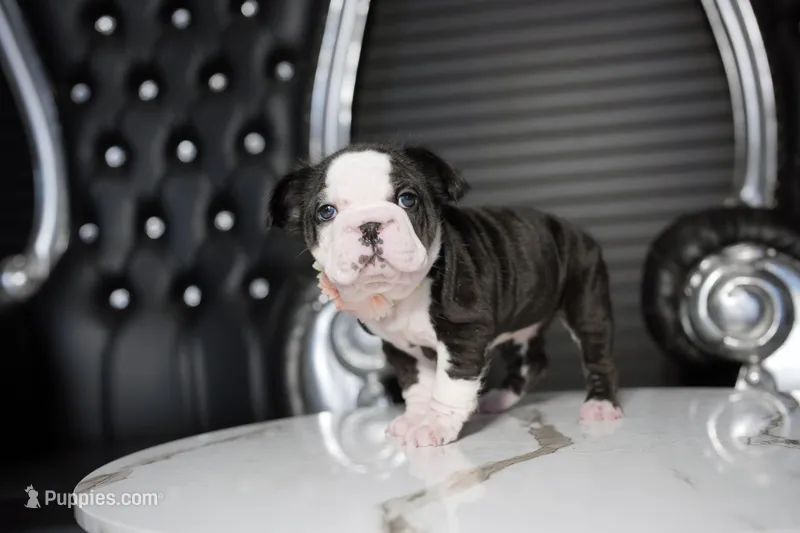 Cleopatra  – French Bulldog puppy for sale in Plano, IL