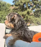Loki, a male Yorkshire Terrier for sale in Plano, IL – 3 of 5