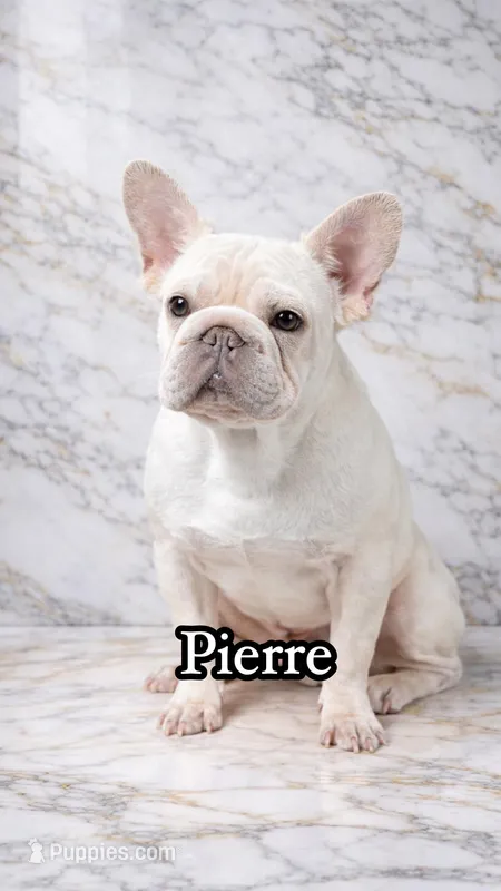 Pierre  – French Bulldog puppy for sale in Plano, IL