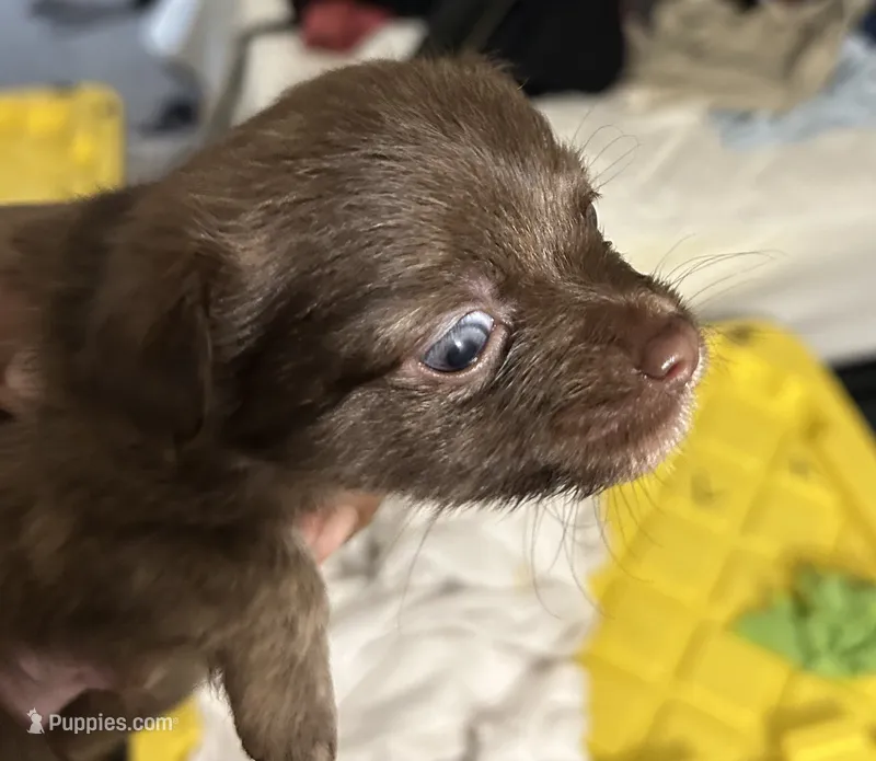 Long hair  – Chihuahua puppy for sale in Baltimore, MD