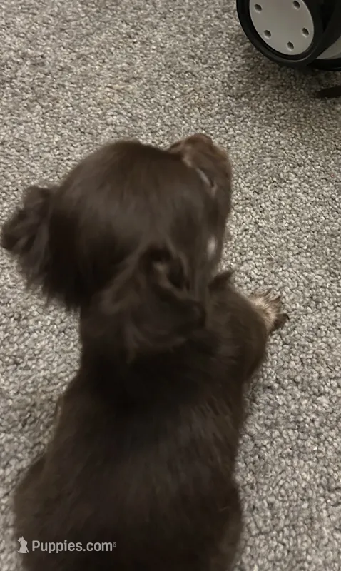 Long hair  – Chihuahua puppy for sale in Baltimore, MD