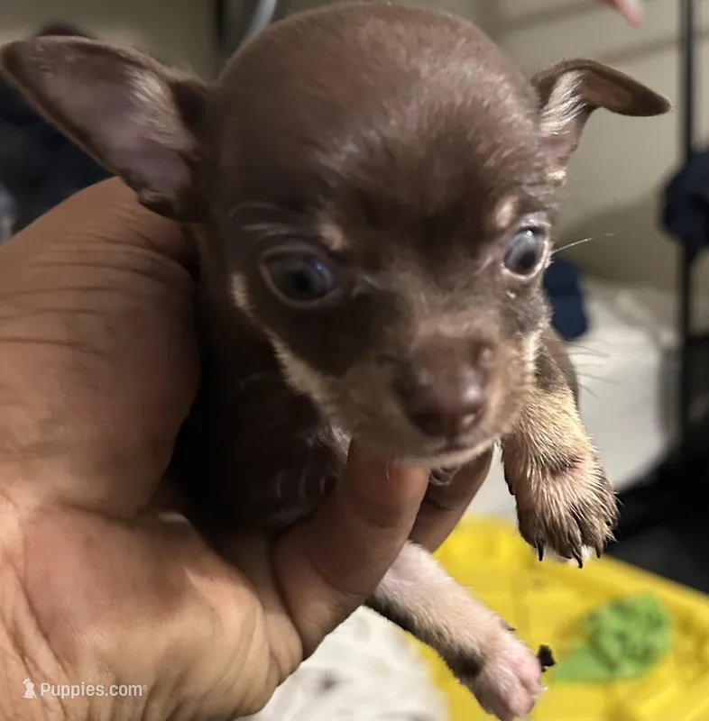 Short hair  – Chihuahua puppy for sale in Baltimore, MD
