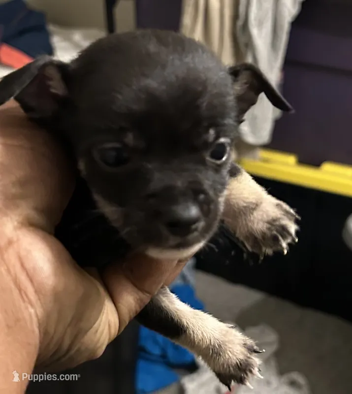 Short hair  – Chihuahua puppy for sale in Baltimore, MD
