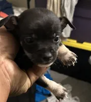 Short hair , a male Chihuahua for sale in Baltimore, MD – 1 of 2