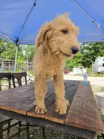 Daisy, a female Labradoodle for sale in Fleming Island, FL – 2 of 3