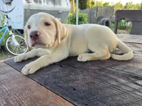 Don, a male Labrador Retriever for sale in Fleming Island, FL – 5 of 8