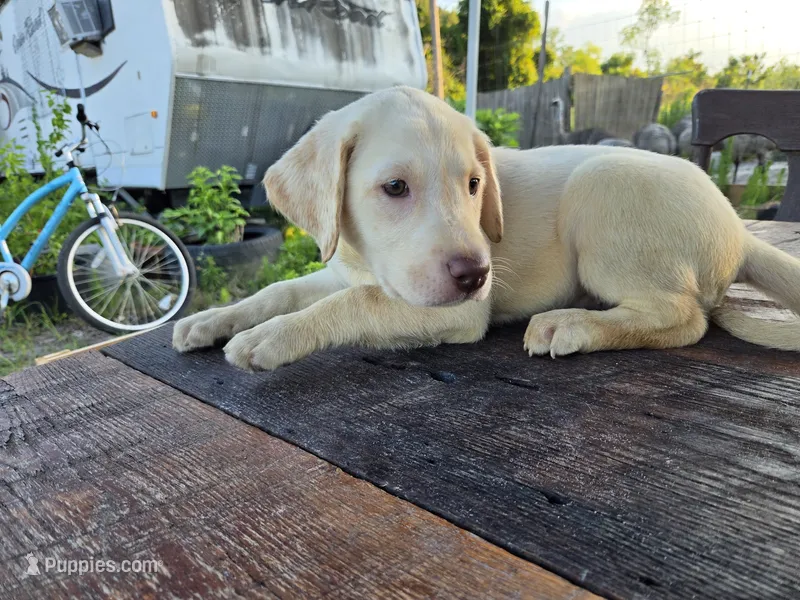 Dolly – Labrador Retriever puppy for sale in Fleming Island, FL