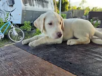 Don, a male Labrador Retriever for sale in Fleming Island, FL – 1 of 8