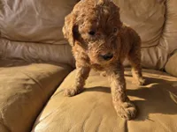Teddy, a male English Goldendoodle for sale in Fleming Island, FL – 2 of 7