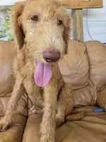 Ollie, a male Labradoodle for sale in Fleming Island, FL – 5 of 7