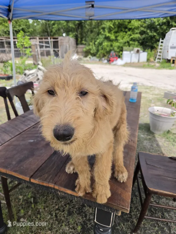 Daisy – Labradoodle puppy for sale in Fleming Island, FL