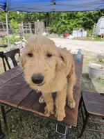 Daisy, a female Labradoodle for sale in Fleming Island, FL – 1 of 3