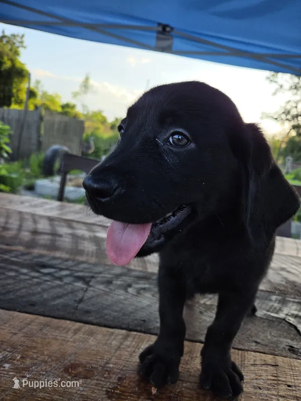 Onyx – Labrador Retriever puppy for sale in Fleming Island, FL