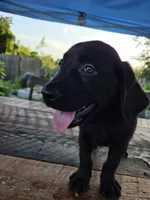 Onyx, a female Labrador Retriever for sale in Fleming Island, FL – 1 of 7