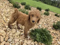 Dolly , a female Goldendoodle for sale in Fleming Island, FL – 5 of 7
