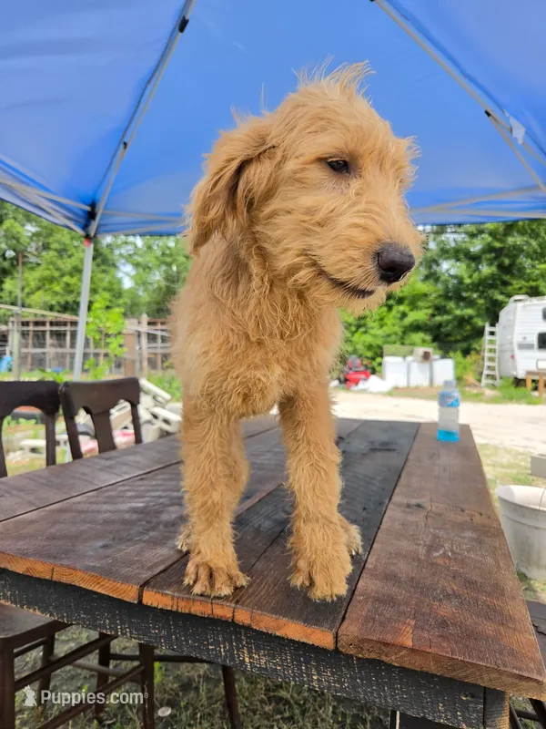 Willow – Labradoodle puppy for sale in Fleming Island, FL
