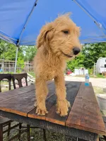 Willow, a female Labradoodle for sale in Fleming Island, FL – 1 of 1