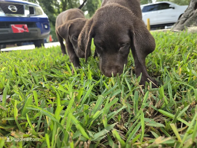 Sally  – Labrador Retriever puppy for sale in Fleming Island, FL