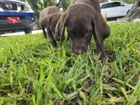 Sally , a female Labrador Retriever for sale in Fleming Island, FL – 1 of 7