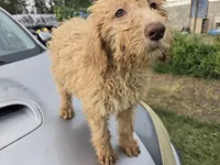 Daisy, a female Labradoodle for sale in Fleming Island, FL – 4 of 5