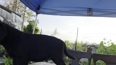 Onyx, a female Labrador Retriever for sale in Fleming Island, FL – 7 of 7