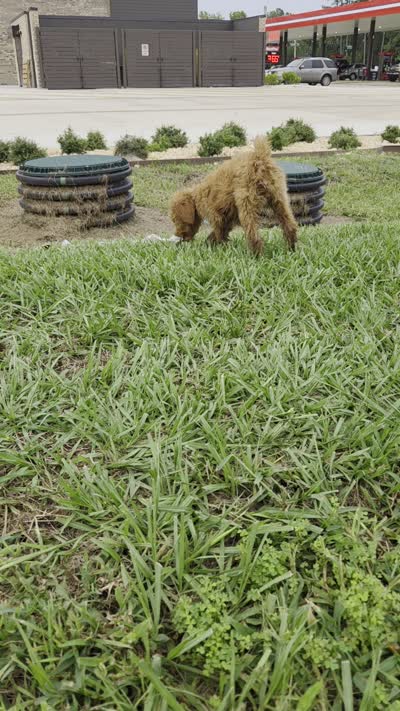 Dolly , a female Goldendoodle for sale in Fleming Island, FL – 7 of 7