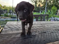 Jan, a male Labrador Retriever for sale in Fleming Island, FL – 5 of 6