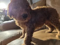 Teddy, a male English Goldendoodle for sale in Fleming Island, FL – 6 of 7