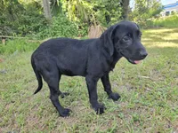 Onyx, a female Labrador Retriever for sale in Fleming Island, FL – 2 of 6