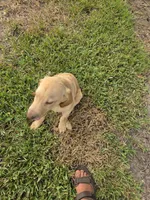 Don, a male Labrador Retriever for sale in Fleming Island, FL – 5 of 5