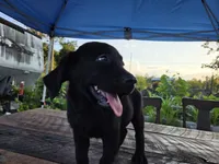 Onyx, a female Labrador Retriever for sale in Fleming Island, FL – 6 of 7