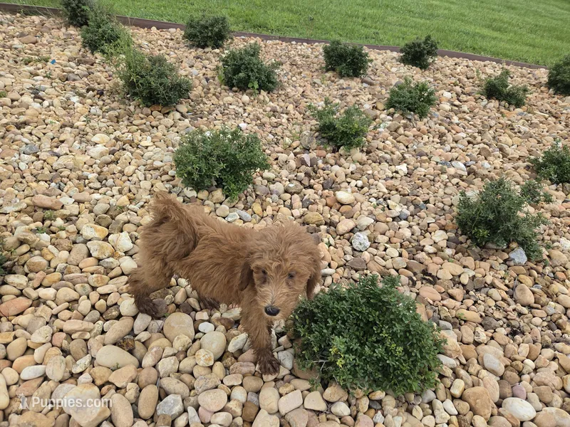 Dolly  – Goldendoodle puppy for sale in Fleming Island, FL